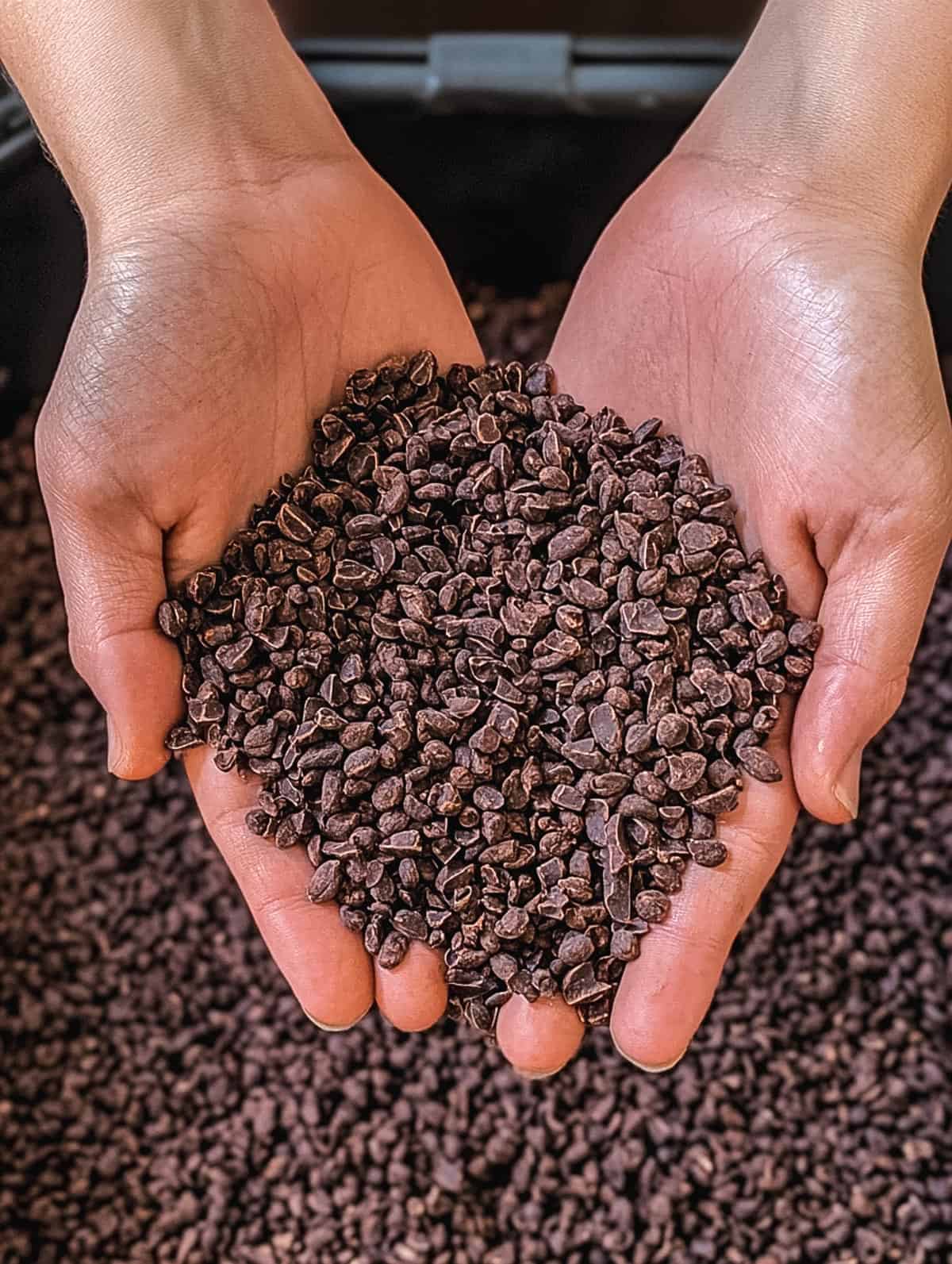 A close-up of cacao nibs held in both hands, showcasing the raw material used in chocolate production.